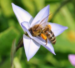 honey_bee_with_pollen_sac